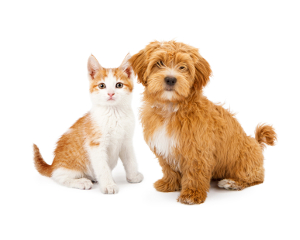 Pet medications